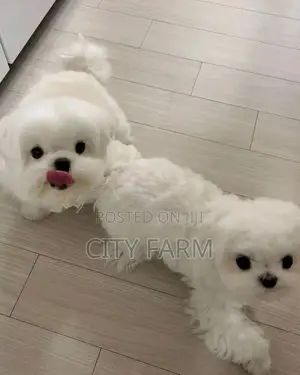 1-3 months Male Purebred Maltese