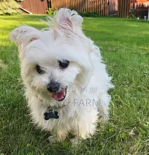 1-3 months Male Purebred Maltese