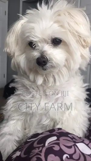 1-3 months Male Purebred Maltese