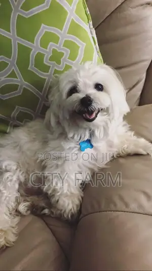 1-3 months Female Purebred Maltese
