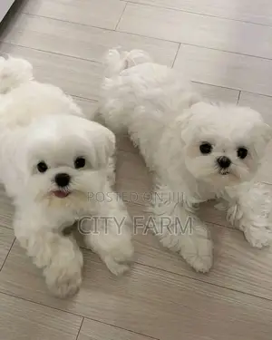 1-3 months Male Purebred Maltese