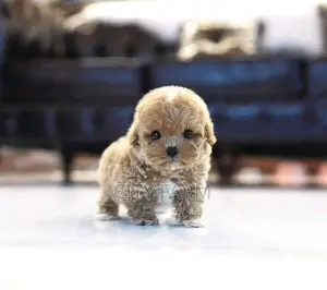 1-3 months Male Purebred Poodle