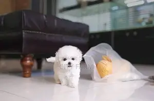 1-3 months Male Purebred Maltese
