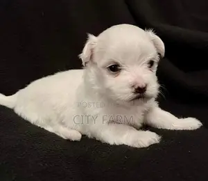 1-3 months Male Purebred Maltese