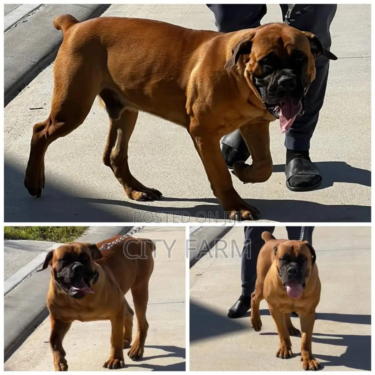 1-3 months Male Purebred Boerboel