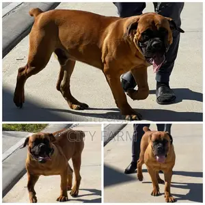 1-3 months Male Purebred Boerboel
