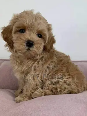 1-3 months Female Purebred Poodle