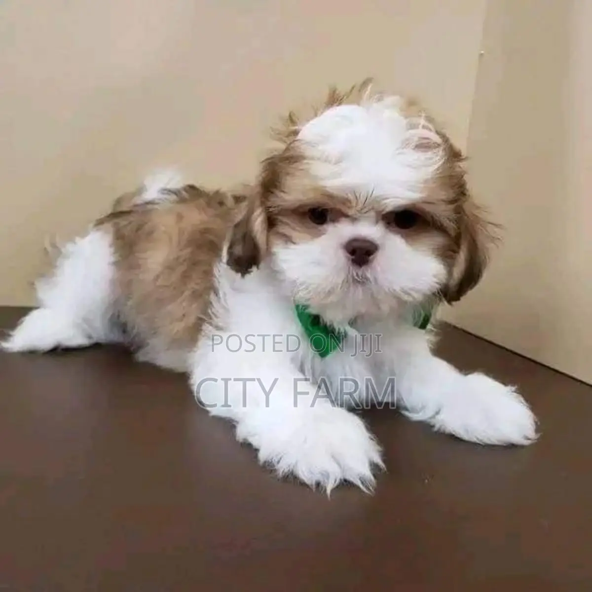 1-3 months Female Purebred Poodle