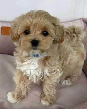 1-3 months Female Purebred Poodle