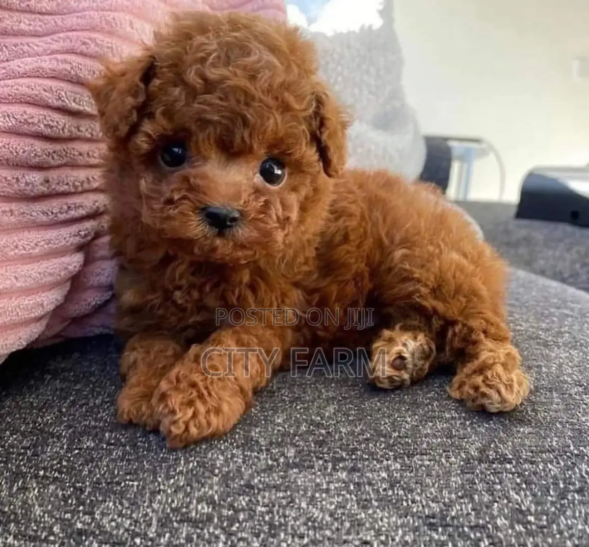 1-3 months Female Purebred Poodle