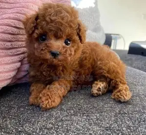 1-3 months Female Purebred Poodle