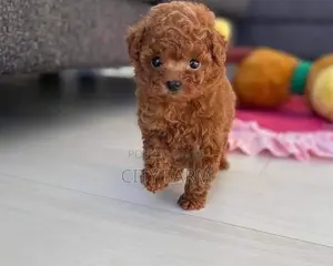 1-3 months Female Purebred Poodle