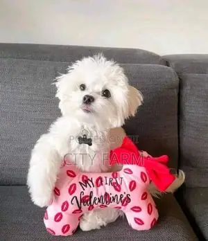 1-3 months Female Purebred Maltese