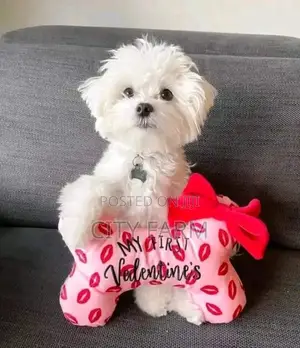 1-3 months Male Purebred Maltese