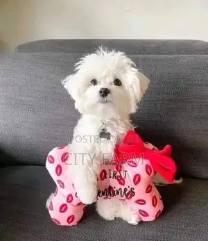 1-3 months Male Purebred Poodle