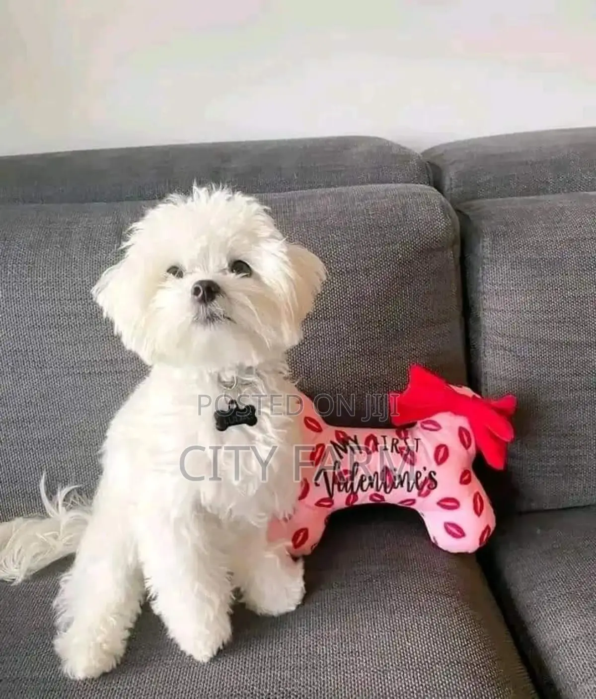 1-3 months Male Purebred Maltese