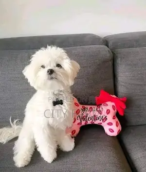 1-3 months Male Purebred Maltese