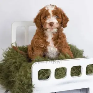 1-3 months Female Purebred Poodle