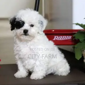 1-3 months Male Purebred Poodle