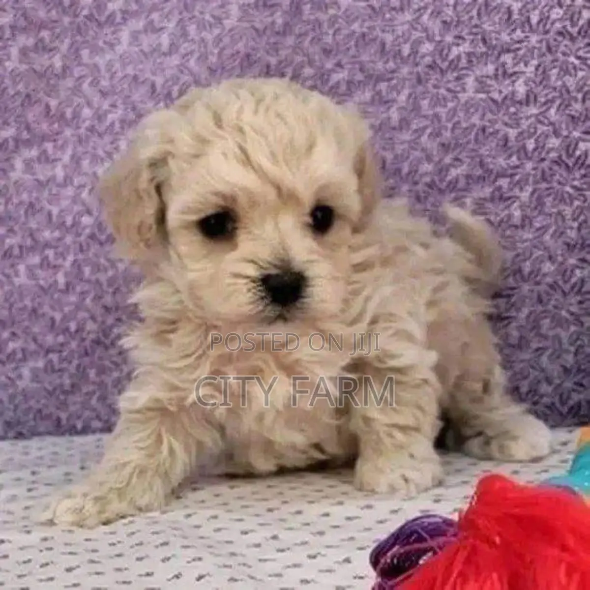 1-3 months Male Purebred Poodle