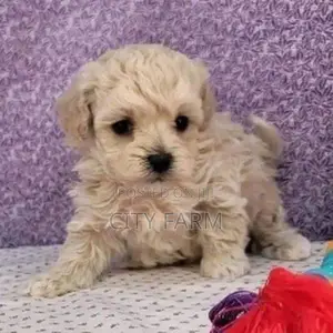 1-3 months Male Purebred Poodle