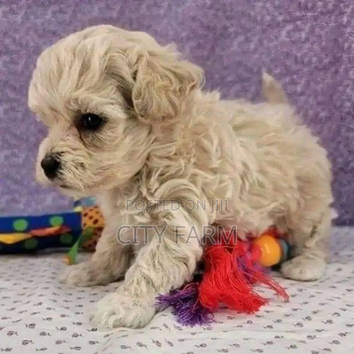 1-3 months Male Purebred Poodle