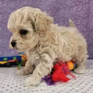 1-3 months Male Purebred Poodle