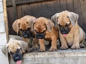 1-3 months Male Purebred Boerboel