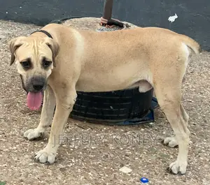 1+ year Male Purebred Boerboel