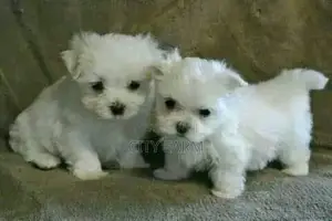 1-3 months Female Purebred Maltese