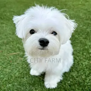 1-3 months Female Purebred Maltese