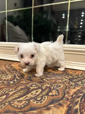 1-3 months Male Purebred Maltese