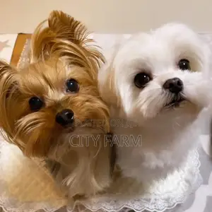1-3 months Male Purebred Maltese