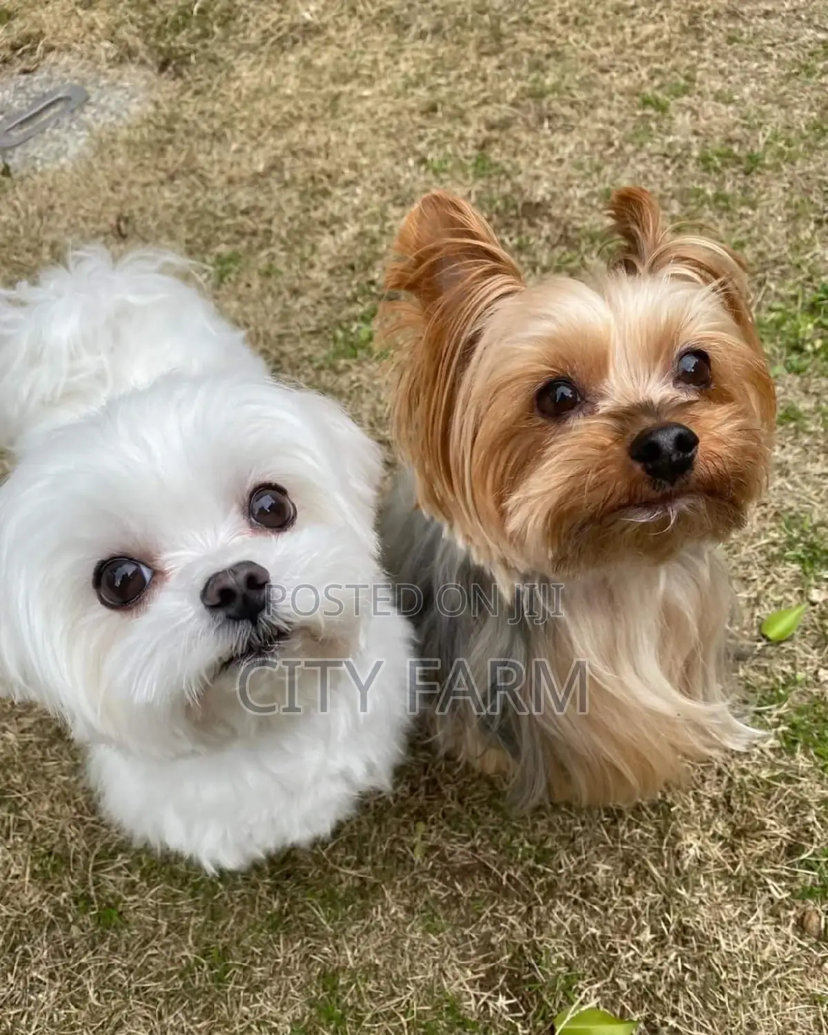 1-3 months Female Purebred Maltese