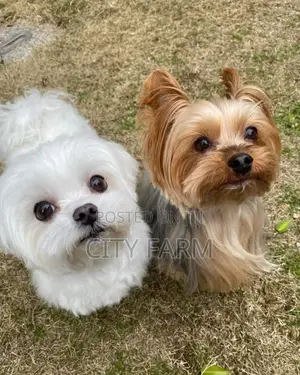1-3 months Female Purebred Maltese