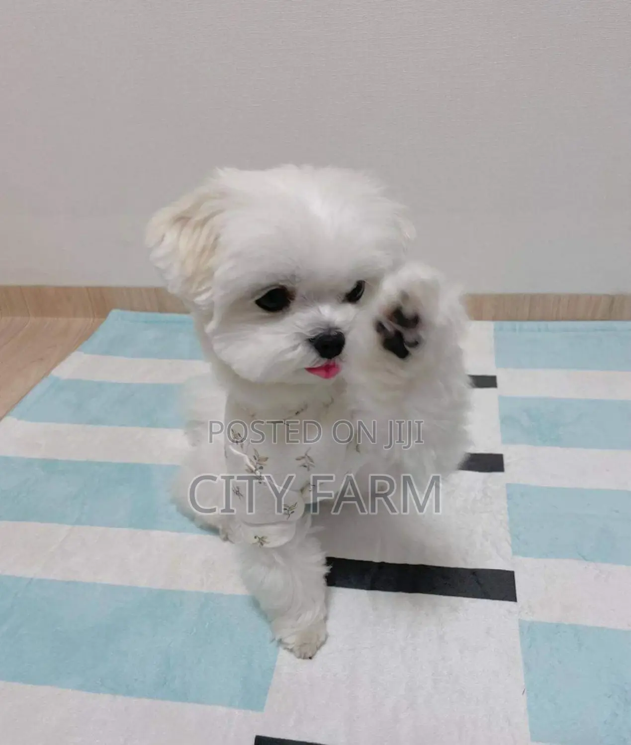 1-3 months Male Purebred Maltese