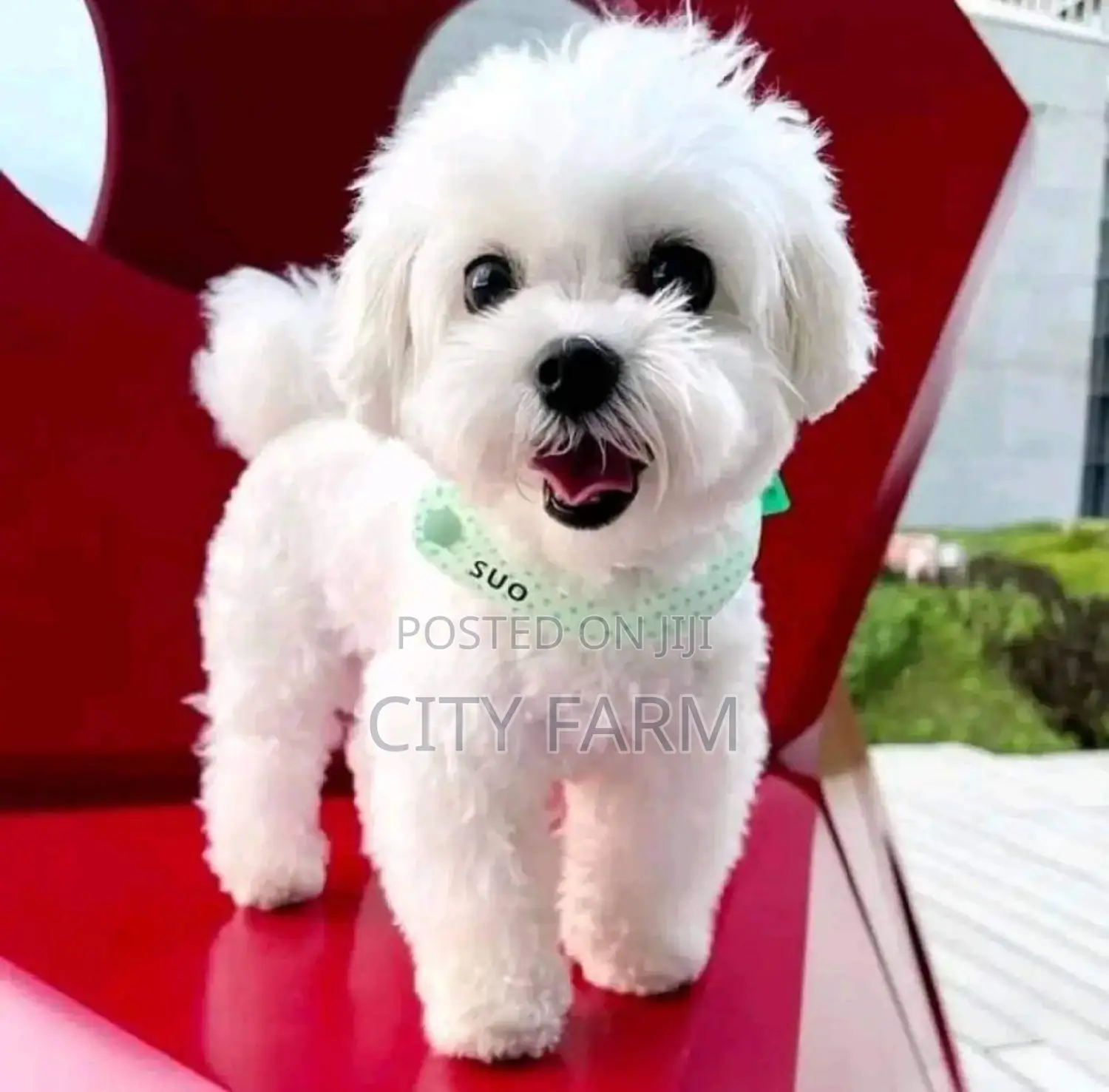 1-3 months Female Purebred Maltese