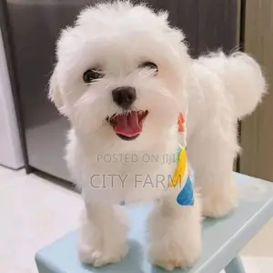 1-3 months Male Purebred Maltese