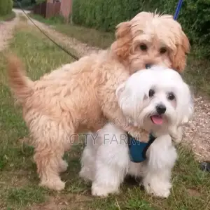 1-3 months Male Purebred Maltese