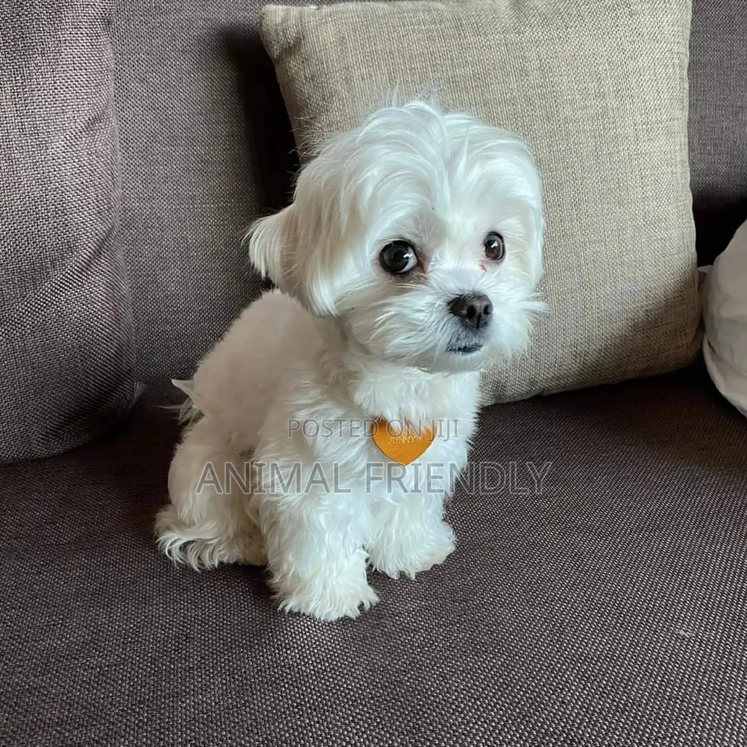 1-3 months Male Purebred Maltese