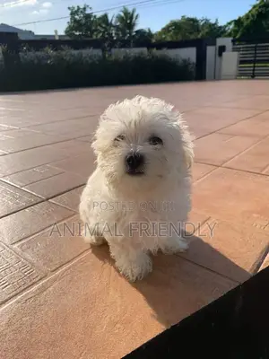 1-3 months Male Purebred Poodle
