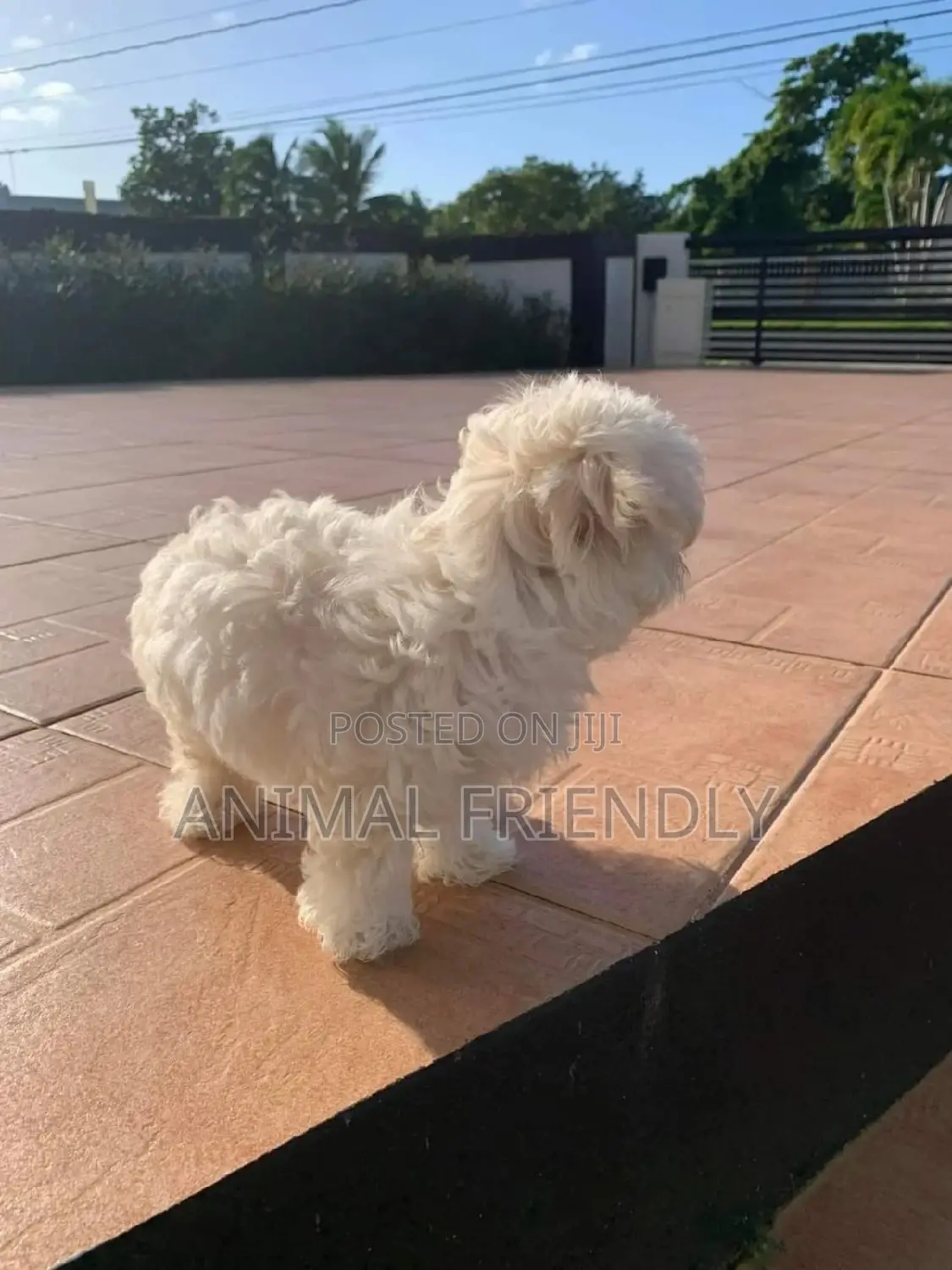 1-3 months Male Purebred Poodle