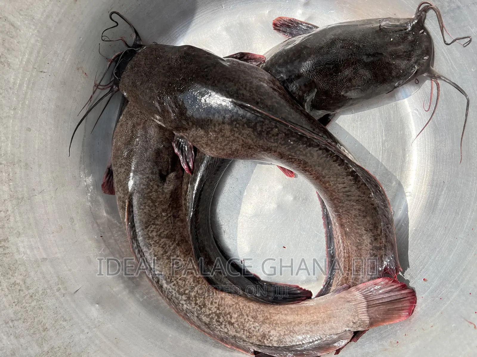 Strong and Neat Catfishes