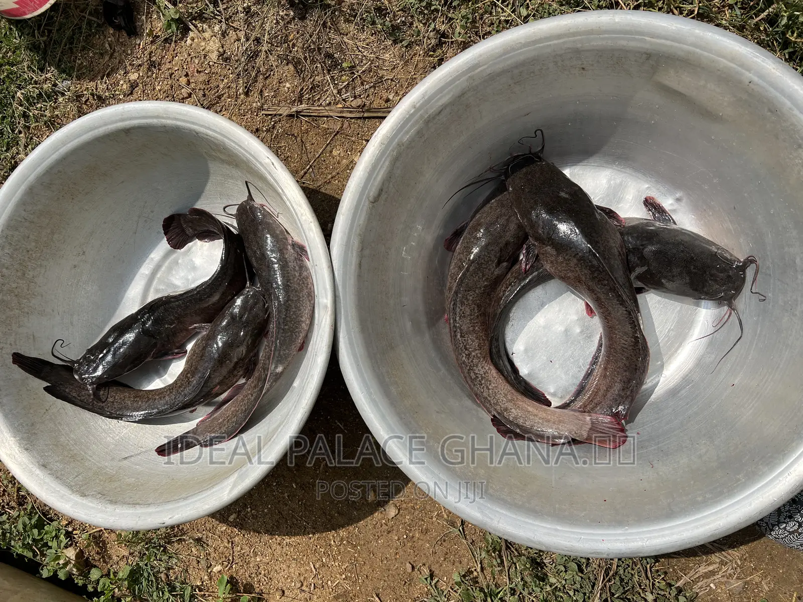 Strong and Neat Catfishes