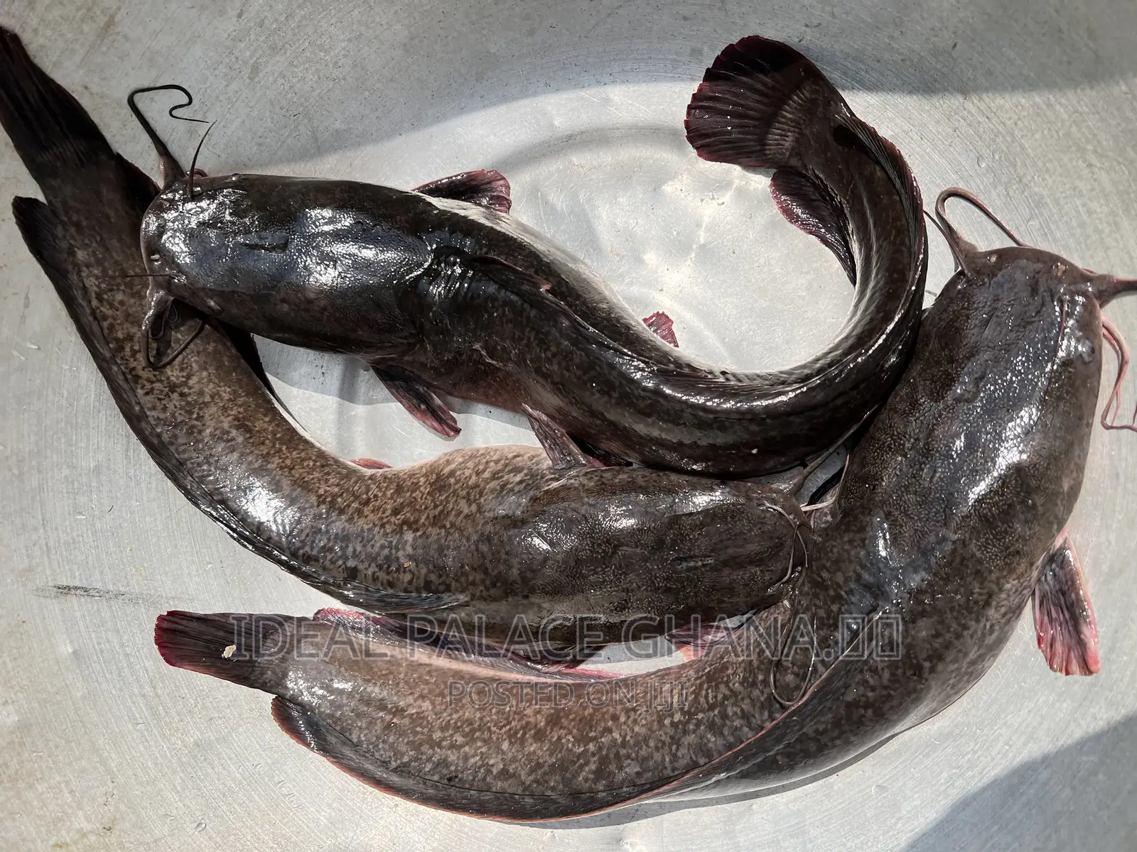 Strong and Neat Catfishes