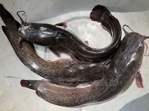 Strong and Neat Catfishes