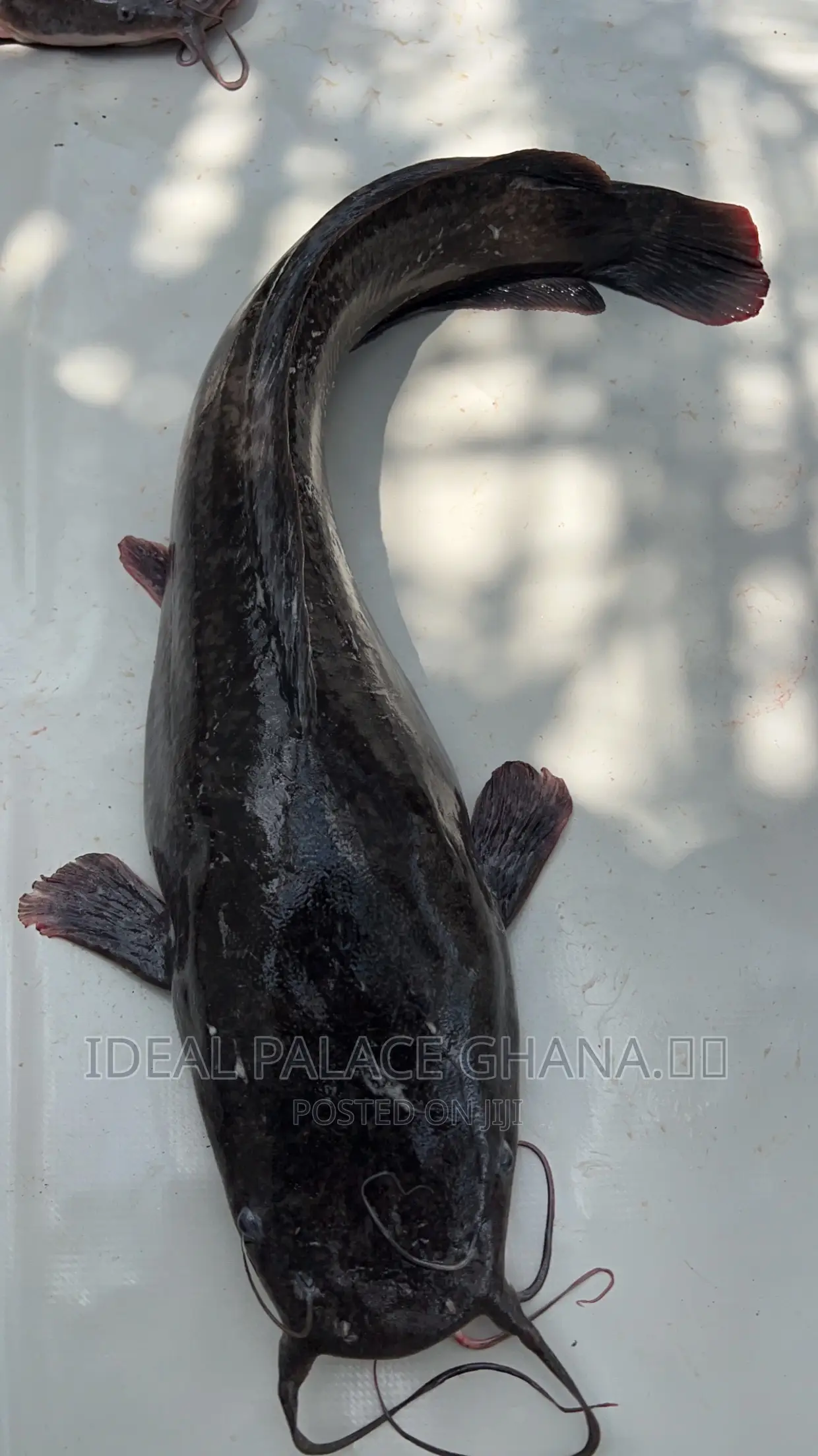 Healthy Catfishes
