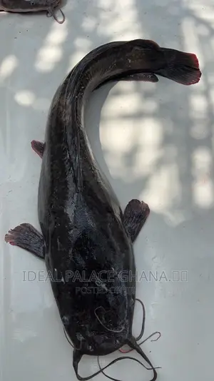 Healthy Catfishes