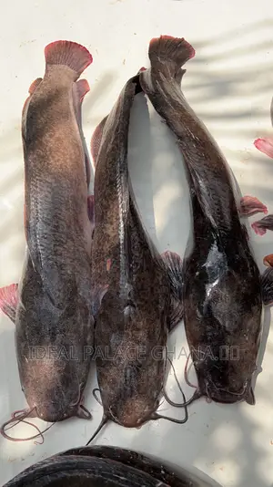 Healthy Catfishes