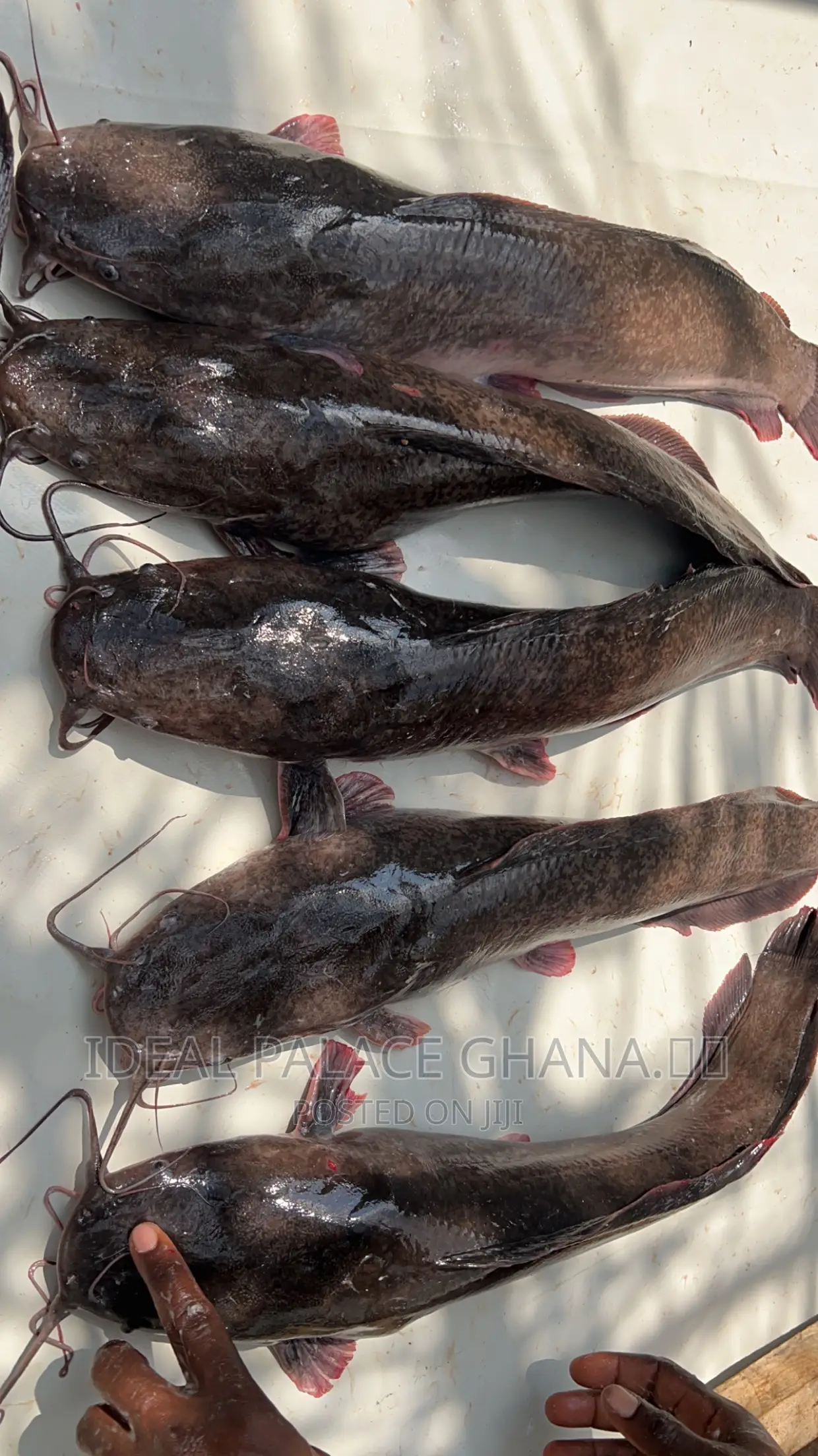 Healthy Catfishes